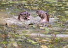 Linda Jackson_Otters.jpg